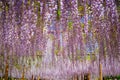 Japanese Fuji Wisteria Festival