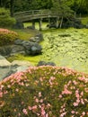 Japanese garden Royalty Free Stock Photo
