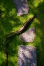 Japanese miniature garden detail. Moss, stones and a root