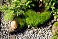 Japanese miniature garden detail. Golden nugget and stones