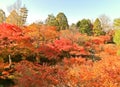 Japanese garden in autumn in Kyoto, Japan.