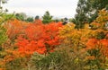 Japanese garden in autumn in Kyoto, Japan.