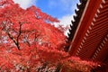 Japanese garden in Autumn, red leaves. Kyoto Japan. Royalty Free Stock Photo