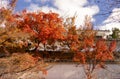 Japanese garden in autumn season, branches of red leaves of maple trees and gray fence under blue sky Royalty Free Stock Photo