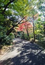 Japanese garden in autumn, Tokyo, Japan