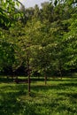 Japanese garden in Birulevsky dendro park in Moscow