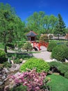 Japanese garden in Bloomington with blooming bush