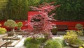 Japanese garden with bonsai, flowering azalea Royalty Free Stock Photo