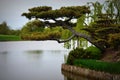 Japanese Garden Royalty Free Stock Photo