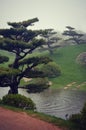 Japanese Garden Bonsai Trees