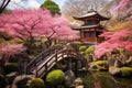 Japanese garden with cherry blossom in spring season, Tokyo, Japan, A blooming cherry blossom garden with a traditional Japanese Royalty Free Stock Photo