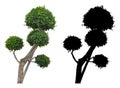 Japanese garden decorating tree, Bonsai isolated on black and white background with alpha mask.