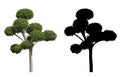 Japanese garden decorating tree, Bonsai isolated on black and white background with alpha mask.