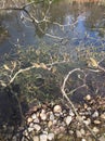 Japanese garden detail water reflections spring day