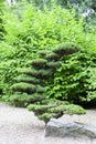 Japanese Garden, exotic plants, spring, Wroclaw, Poland Royalty Free Stock Photo