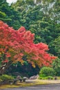 Japanese garden of Expo`70 commemorative park. Royalty Free Stock Photo