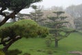 Japanese Garden Fog Royalty Free Stock Photo