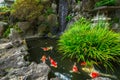 Japanese garden with gold fishes in Kamakura