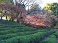 Japanese green tea garden hedge rows at the Imperial east gardens in downtown Tokyo.
