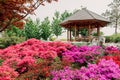 Japanese garden in Krasnodar. Traditional asian park, blossom flowers Royalty Free Stock Photo