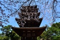 japanese garden in kyoto city, cherry blossom. Royalty Free Stock Photo