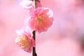 Weeping plum blossoms in the Shin-en garden of Jonangu shrine