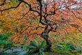 Japanese Garden Lace Leaf Maple Tree in Fall Oregon USA Royalty Free Stock Photo