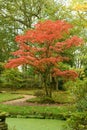 Autumn hues Japanese Garden, red Japanese maple tree Royalty Free Stock Photo