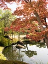 Japanese garden with maple tree Royalty Free Stock Photo