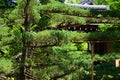 Japanese garden and pine tree, Kyoto Japan Royalty Free Stock Photo