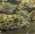 Japanese garden with a pond and backlit maple  and pine trees. Royalty Free Stock Photo