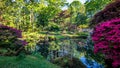 Japanese garden pond lined with bright purple and pink branches