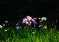 Japanese garden in spring, blooming iris. Kyoto Japan. Royalty Free Stock Photo