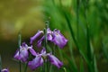 Japanese garden in spring, blooming iris. Kyoto Japan. Royalty Free Stock Photo