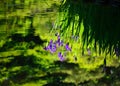 Japanese garden in spring, blooming iris. Kyoto Japan. Royalty Free Stock Photo