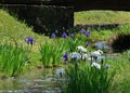 Japanese garden in spring, blooming iris. Kyoto Japan. Royalty Free Stock Photo