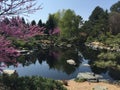 Japanese Garden in Spring