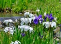 Japanese garden in spring, stream and flowers. Royalty Free Stock Photo