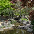 Japanese Garden Stream with Green and Red Maple Trees Royalty Free Stock Photo