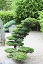 Japanese Garden in summer, exotic plants, Wroclaw, Poland Royalty Free Stock Photo