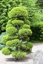 Japanese Garden in summer, exotic plants, Wroclaw, Poland Royalty Free Stock Photo