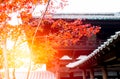 Japanese garden in Temple, Beautiful Red Maple Leaf in Japan Autumn Royalty Free Stock Photo