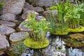Japanese garden with water plants and rocks at a pond Royalty Free Stock Photo