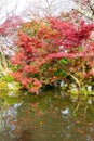 Japanese garden and pond in Eikando temple with autumn red maple leaves and green season in Kyoto, Japan Royalty Free Stock Photo