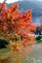 Japanese garden and pond in Eikando temple with autumn red maple leaves and green season in Kyoto, Japan Royalty Free Stock Photo