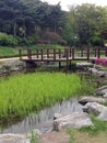 Japanese garden with a wooden bridge over a pond and green grass. Royalty Free Stock Photo