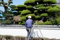 Japanese gardener pruning a garden tree