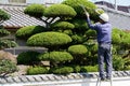 Japanese gardener pruning a garden tree