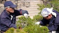Japanese gardeners cutting decorative bushes in japanese garden. Bonsai shapping