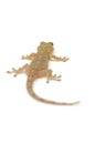 Japanese gecko Royalty Free Stock Photo